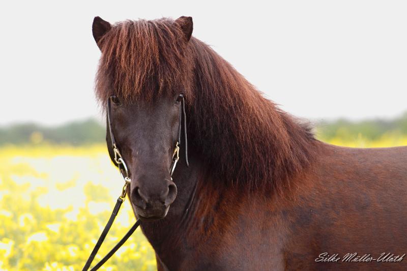 _MG_2921 b.JPG - Alvar fra Stora-Hofi